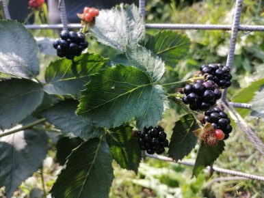 Неожиданные сюрпризы онлайн-покупок: стоит ли верить обещаниям?