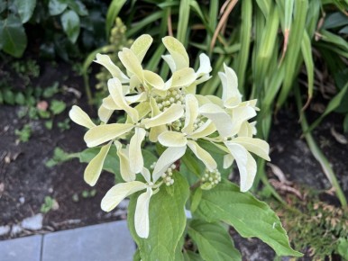 Гортензия Star Rose: цветочные вертолётики для вашего сада