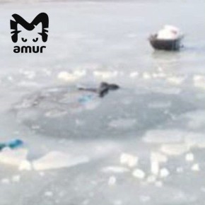 ������ � �������� ������� � ����������� ����