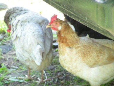 Как успешно интегрировать молодых кур в стадо: советы и проверенные методы