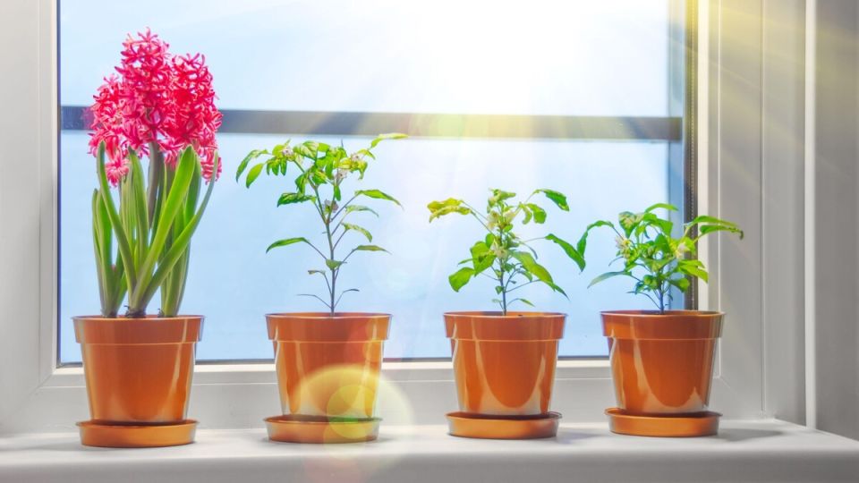 Растения сплошь покроются бутонами: все комнатные цветы обожают эту процедуру