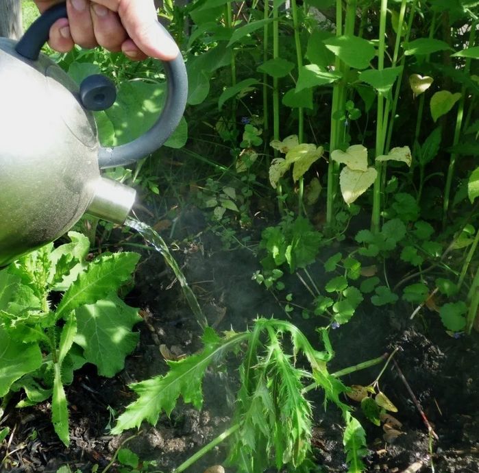 Эффективное домашнее средство от сорняков: как избавиться от их нашествия легко и просто