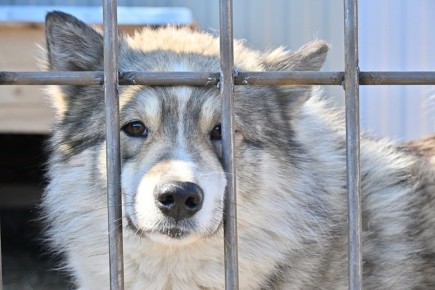 Зоосубботник состоится в приюте «Добрый пес» на этой неделе