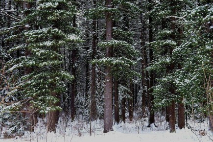 Вырубленные полвека назад на Дальнем Востоке кедровые леса так и не восстановились