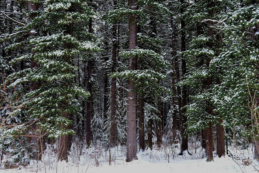 Вырубленные полвека назад на Дальнем Востоке кедровые леса так и не восстановились