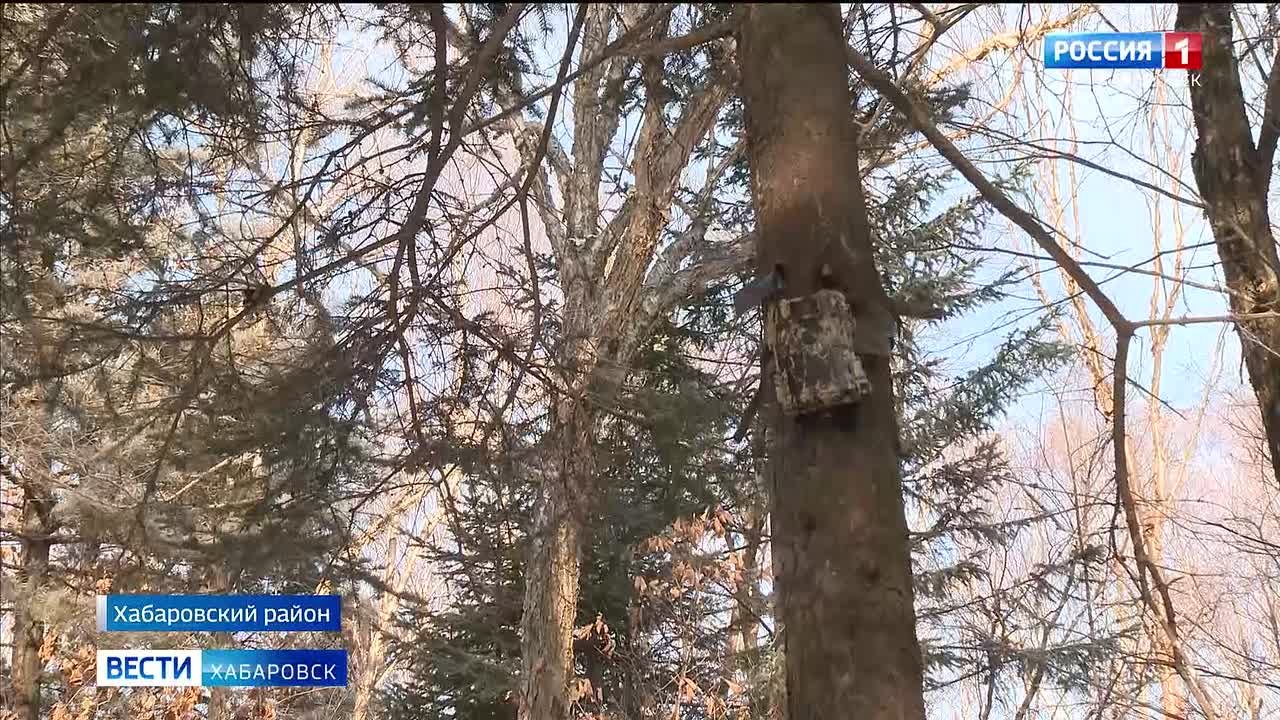 Поймать браконьеров помогут новые фотоловушки: в крае началась операция «Ёлочка»