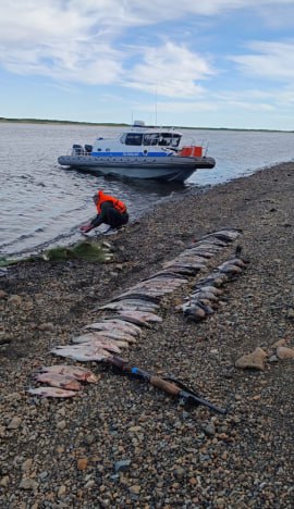 На Чукотке направлено в суд уголовное дело в отношении браконьера На Чукотке направлено в суд уголовное дело в отношении браконьера