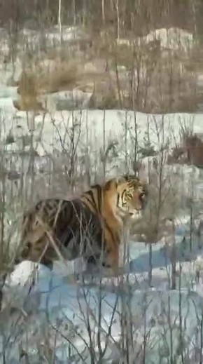 «Выходи, погладь его»: амурского тигра встретили в районе имени Лазо