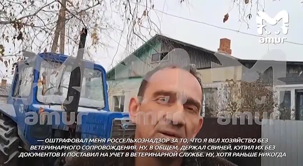 Фермера, которого обвинили во вспышке африканской чумы, лишили части выплат за погибших свиней