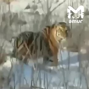 "Выходи, погладь тигра!". Очень фотогеничный полосатик устроил дефиле в Хабаровском крае