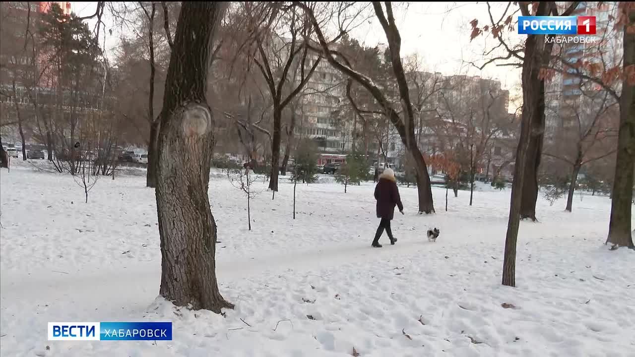 Полиция начала проверку после нападения агрессивного пса в Хабаровске