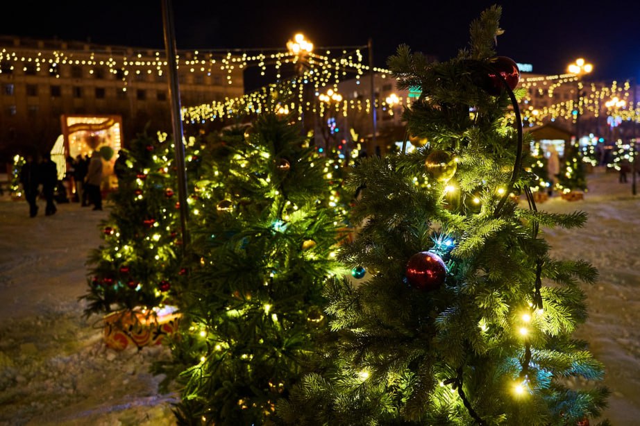 В бой вступают хвойные красавицы!