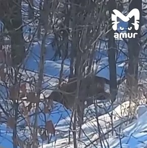 Полосатый нарушитель хотел перейти дорогу в Хабаровском районе, но застеснялся