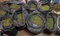 В Хабаровском районе полицейские изъяли из незаконногооборота у местного жителя более 35 килограммов марихуаны, оружие и боеприпасы