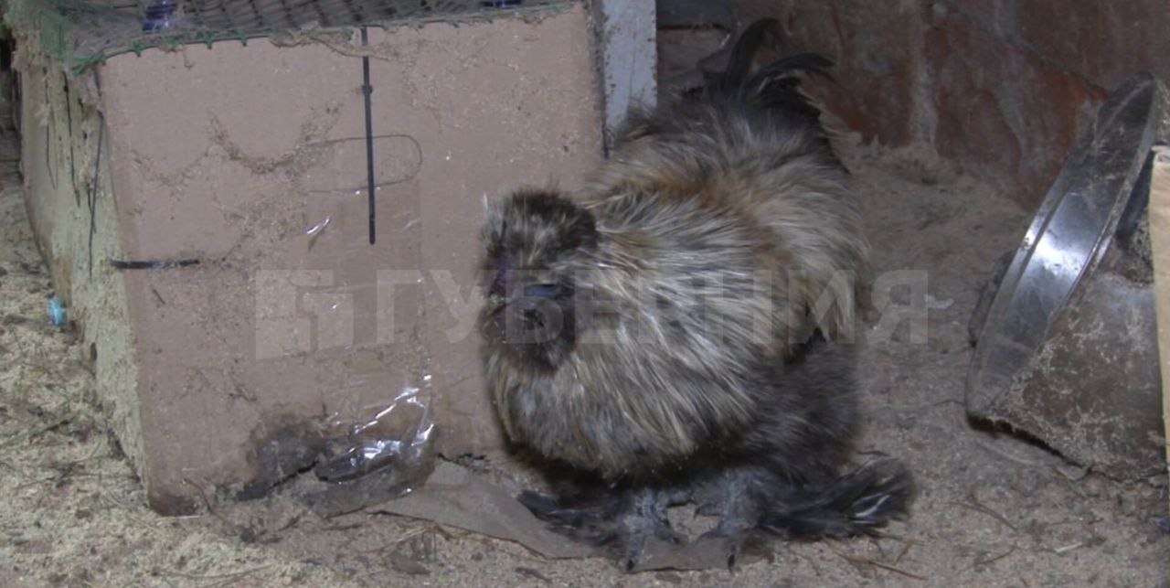 Пара пеликанов поселилась на мини-ферме в Хабаровском районе Пара пеликанов поселилась на мини-ферме в Хабаровском районе