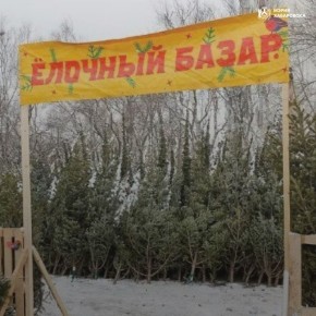 С 20 декабря в Хабаровске откроются торговые точки по продаже новогодних елей