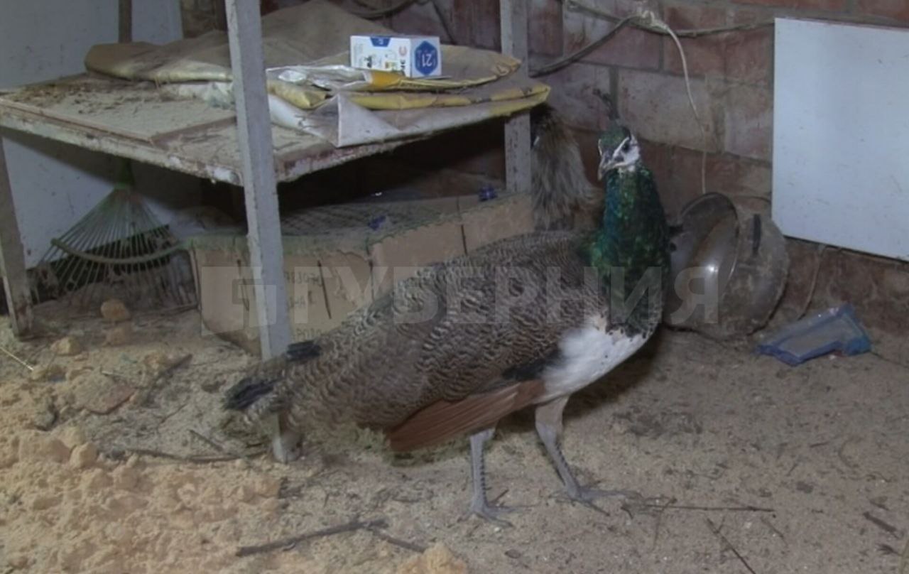 Пара пеликанов поселилась на мини-ферме в Хабаровском районе Пара пеликанов поселилась на мини-ферме в Хабаровском районе