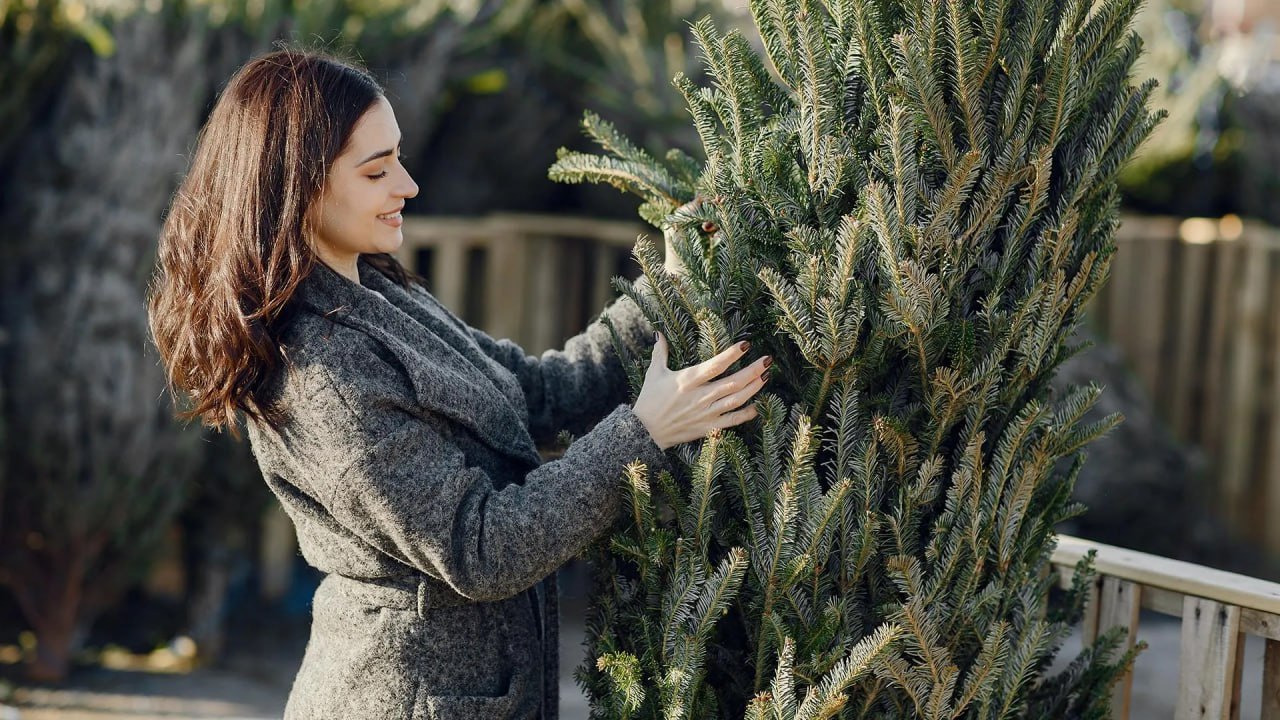 Ёлочные базары заработают в Хабаровске уже на этих выходных