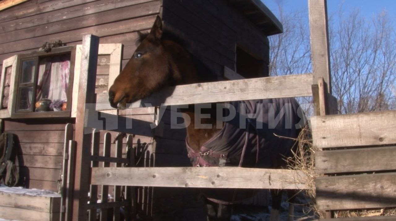 Пара пеликанов поселилась на мини-ферме в Хабаровском районе Пара пеликанов поселилась на мини-ферме в Хабаровском районе
