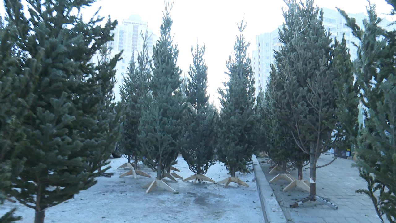 Ёлочные базары официально откроются в Хабаровске в эту субботу, 20 декабря