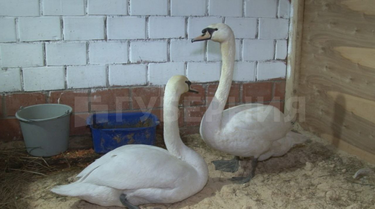 Пара пеликанов поселилась на мини-ферме в Хабаровском районе Пара пеликанов поселилась на мини-ферме в Хабаровском районе