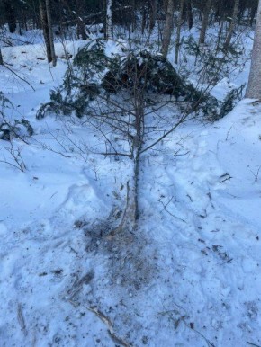 � ������ ����� ���� ������������ ���������� ��������� ���� � ���������� ����� ������ ���������� � ����� ������� ����� 620 ����� ������