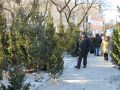 Елочные базары откроются в эту субботу в Хабаровске