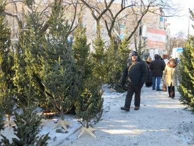 Елочные базары откроются в эту субботу в Хабаровске