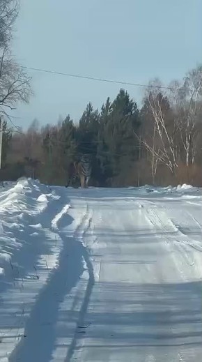 Тигр держит в страхе жителей поселка Сита