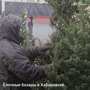 Готовность к открытию елочных базаров в Хабаровске проверили представители городского управления торговли