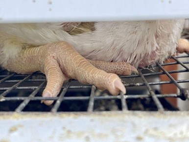 � ����������� ���� �������� ������������ �� ������������ ���� �����