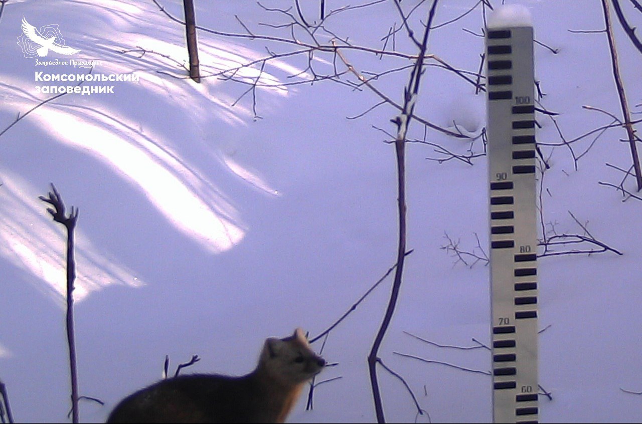 Соболь «проверил» уровень снега в Комсомольском заповеднике