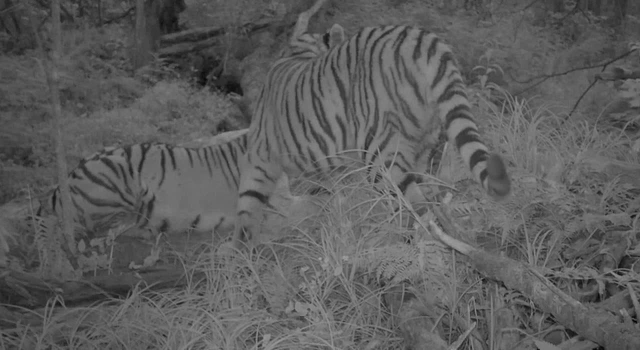 Семейство тигрицы Желтобокой ходит по Дурмину знакомыми тропами