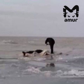 ������ ����������� �� ������ ��� �� � ������� � ��������