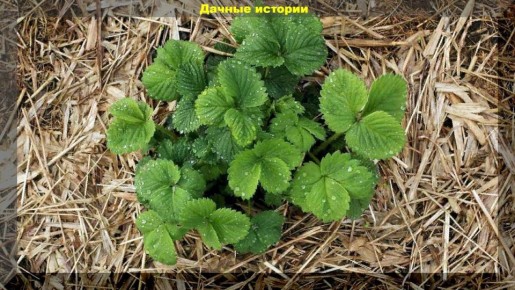 ��������� ������� ������� ��������� ��������: ��� ����������� ����� � �������� ������