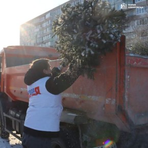 В Хабаровске прошел рейд по пресечению несанкционированной торговли елями