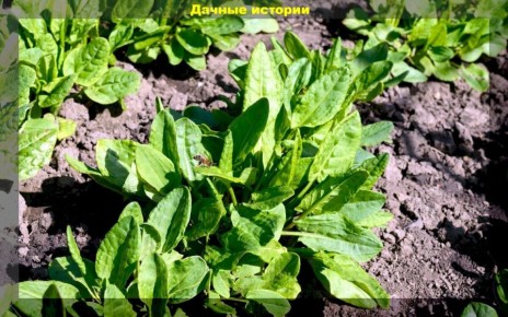 ��� �� ����������� ������: �� ������ �� ����� ������