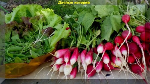 ��������: ����� ��� ����� ������� �� ����