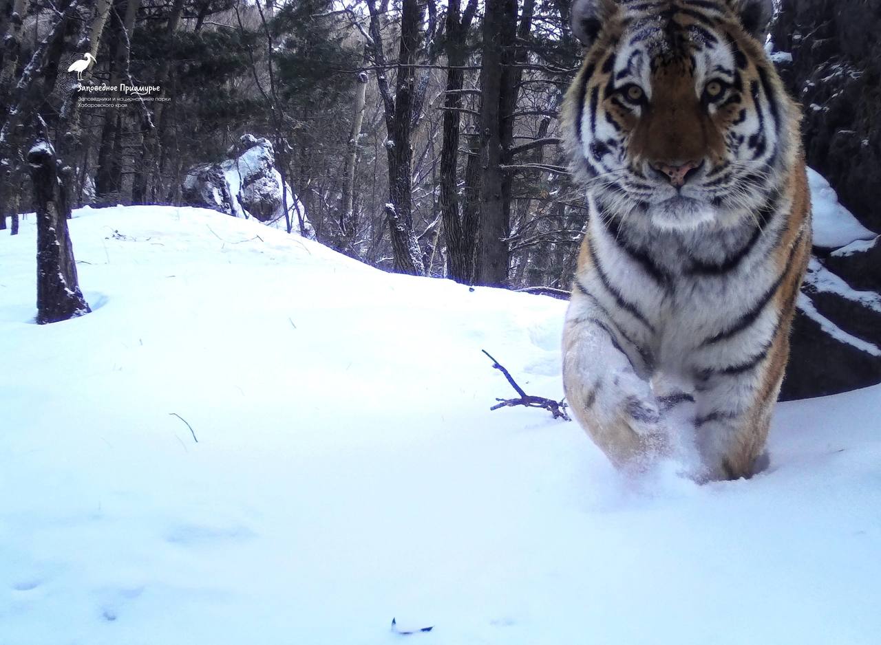 Сбитый на прошлой неделе тигр оказался Одыром из Большехехцирского заповедника