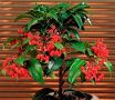 Рождественская ягода: как коралловое дерево украшает дом в праздничный сезон