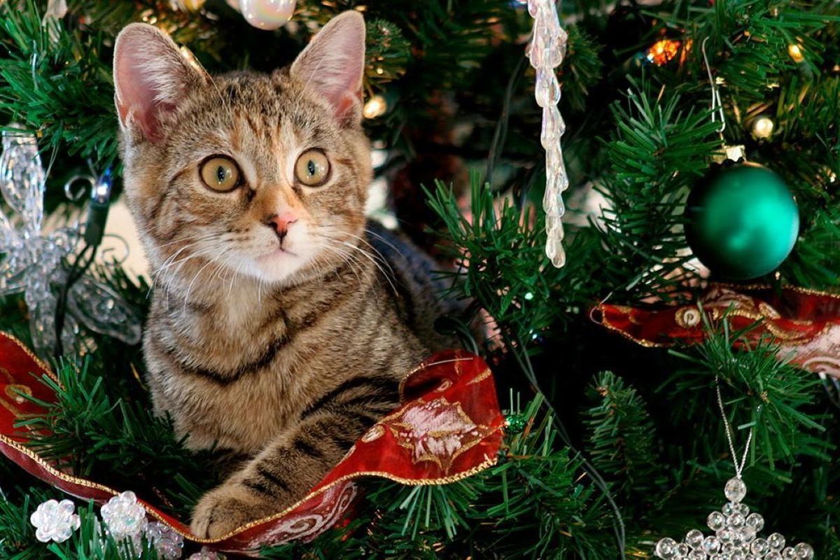 Как уберечь питомцев во время новогодних праздников, рассказали ветеринары