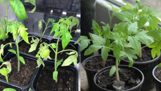 Эффективное замачивание семян томатов: секреты успешного урожая