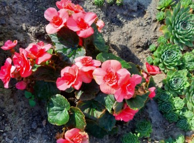 Постоянно цветущие растения для тенистых уголков вашего сада