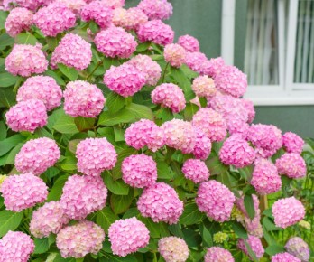 ��� ��������� ������������� ���������: ������� ����� � ��������