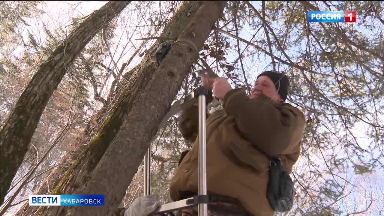 В крае подвели первые итоги операции «Ёлочка»: ущерб лесному фонду региона превысил 1 млн рублей