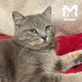 Брошенные в тайге пёс и кот подружились и отказывались спасаться по одиночке: невероятная история от волонтёров Хабаровска