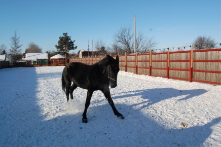 ������� ��������� ��������������� �����: ������� ������������