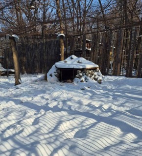 Наконец-то: медведь Буржуй из зоосада «Приамурский» впал в спячку только после Нового года