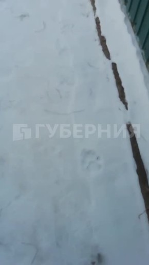 «С комфортом задавил»: тигры продолжают выходить к людям в Хабаровском крае