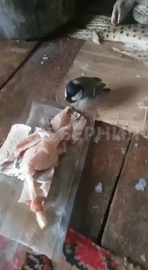 �������-������� ������� � ����� ���� ������������ �����������, ��� �����, ������������� �������� � ��� ����. � ������ ��������� ����� ����� ������� �������������� ��������, ������� ������������ ������ �� �������� ���������....